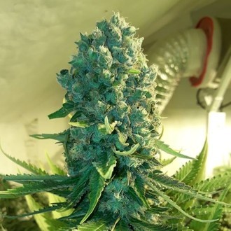 Cali Dream (BSB Genetics) Feminisoidut
