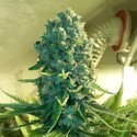 Cali Dream (BSB Genetics) Feminisoidut