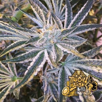 Fruit Tree (Cali Connection) feminisoidut kannabiksen siemenet