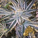 Fruit Tree (Cali Connection) Feminisoidut