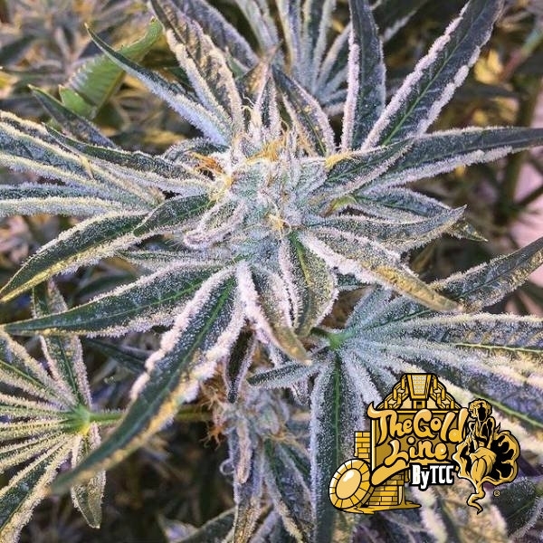Fruit Tree (Cali Connection) Feminisoidut
