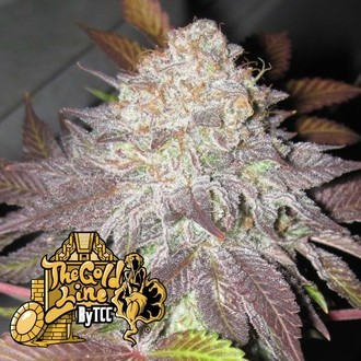 Fruit Cup (Cali Connection) Feminisoidut