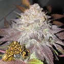 Fruit Cup (Cali Connection) Feminisoidut