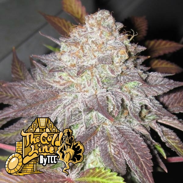 Fruit Cup (Cali Connection) Feminisoidut
