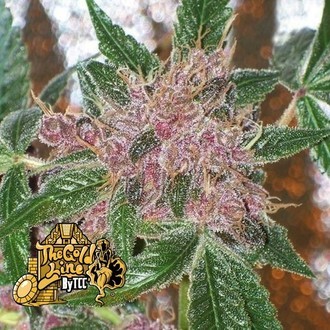 Cherries Jubilee (Cali Connection) Feminisoidut