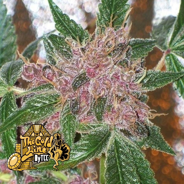 Cherries Jubilee (Cali Connection) Feminisoidut