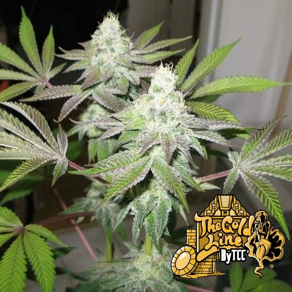 78 (Cali Connection) Feminisoidut