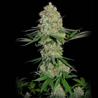 Silver Buddha Haze (Sumo Seeds) Feminisoidut
