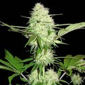 Silver Buddha Haze (Sumo Seeds) Feminisoidut