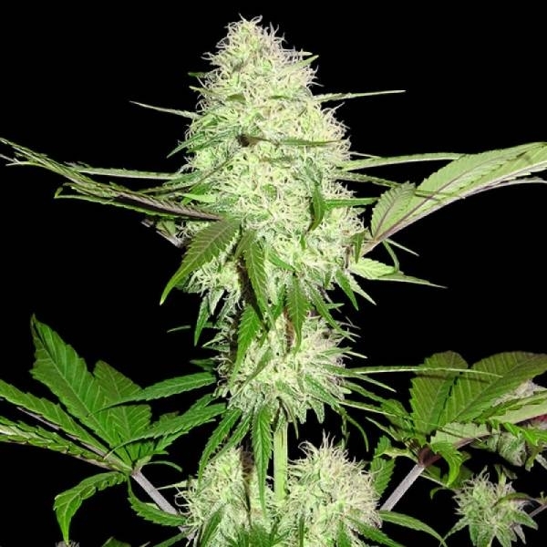 Silver Buddha Haze (Sumo Seeds) Feminisoidut