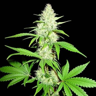 Amnesia Ganja Haze (Sumo Seeds) Feminisoidut