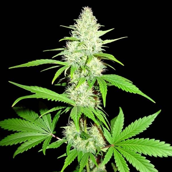 Amnesia Ganja Haze (Sumo Seeds) Feminisoidut