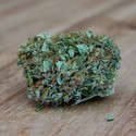 Amnesia Ganja Haze (Sumo Seeds) Feminisoidut