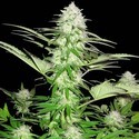 Sweet Harlem Diesel (Sumo Seeds) Feminisoidut