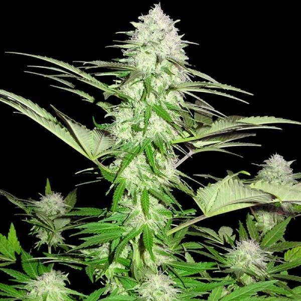 Sweet Harlem Diesel (Sumo Seeds) Feminisoidut