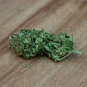 Sweet Harlem Diesel (Sumo Seeds) Feminisoidut