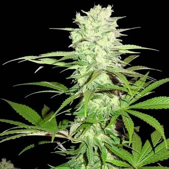 Thunderstruck (Sumo Seeds) Feminisoidut