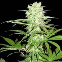 Thunderstruck (Sumo Seeds) Feminisoidut