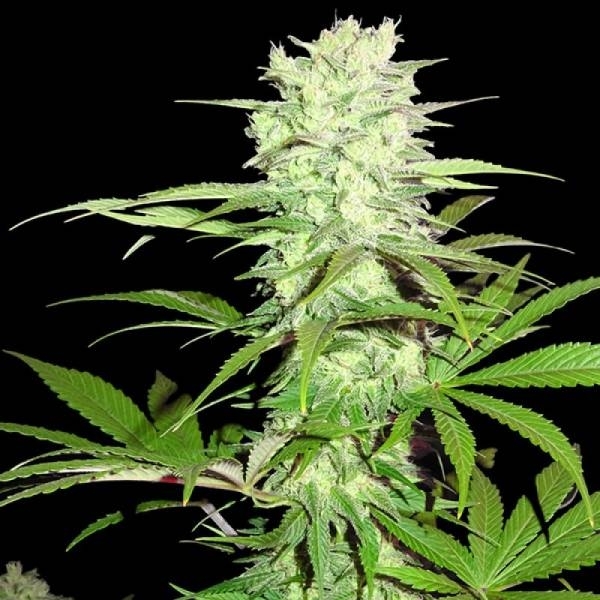 Thunderstruck (Sumo Seeds) Feminisoidut