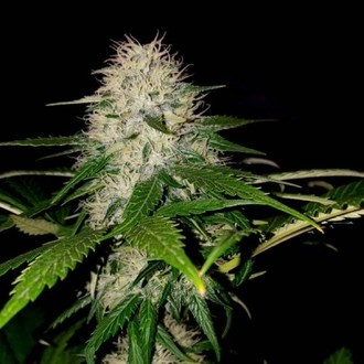 Sumon OG Kush (Sumo Seeds) Feminisoidut