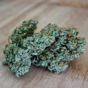 Sumon OG Kush (Sumo Seeds) Feminisoidut