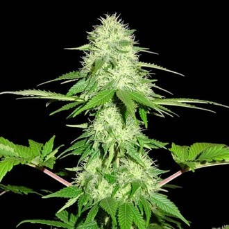 Appleberry (Sumo Seeds) Feminisoidut