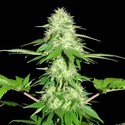 Appleberry (Sumo Seeds) Feminisoidut