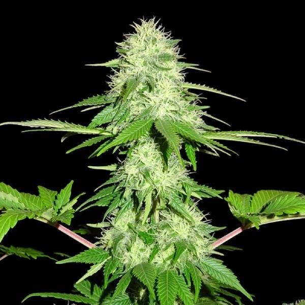 Appleberry (Sumo Seeds) Feminisoidut