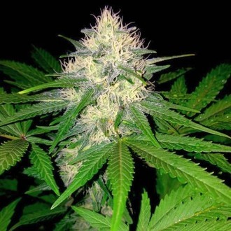 Berries & Cheese (Sumo Seeds) Feminisoidut