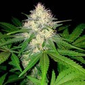 Berries & Cheese (Sumo Seeds) Feminisoidut