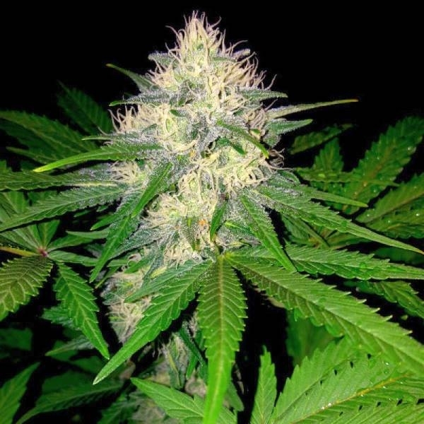 Berries & Cheese (Sumo Seeds) Feminisoidut
