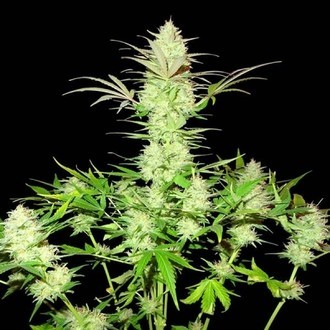 Ultimate AK (Sumo Seeds) Feminisoidut