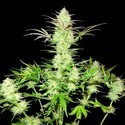 Ultimate AK (Sumo Seeds) Feminisoidut