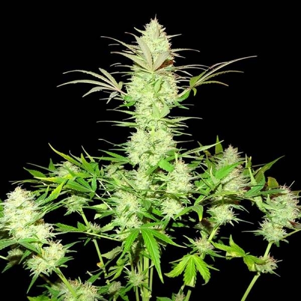 Ultimate AK (Sumo Seeds) Feminisoidut