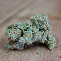 Ultimate AK (Sumo Seeds) Feminisoidut