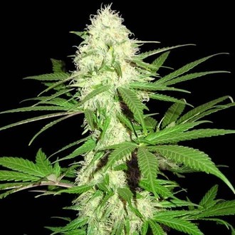 Sumo's Big Bud (Sumo Seeds) Feminisoidut