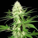 Sumo's Big Bud (Sumo Seeds) Feminisoidut