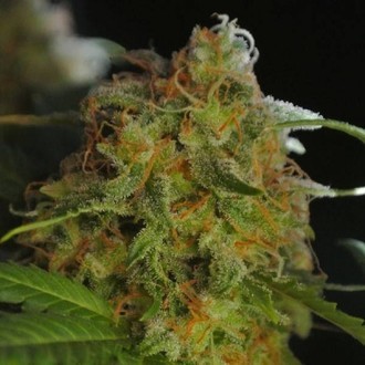 Sumo's Big Bud (Sumo Seeds) Feminisoidut