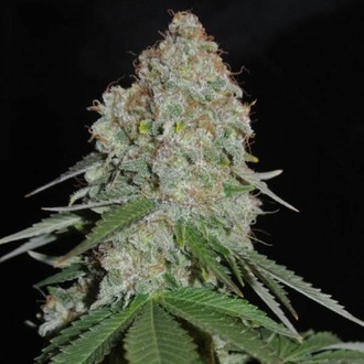 White Widow Original (Sumo Seeds) Feminisoidut