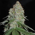 White Widow Original (Sumo Seeds) Feminisoidut