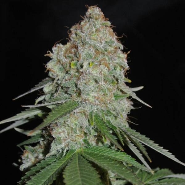 White Widow Original (Sumo Seeds) Feminisoidut