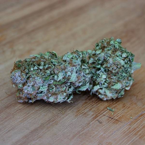 White Widow Original (Sumo Seeds) Feminisoidut