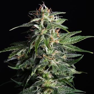 Swiss Dream Auto CBD (Kannabia) feminisoidut