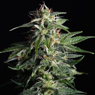 Swiss Dream Auto CBD (Kannabia) Feminisoidut