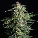 Swiss Dream Auto CBD (Kannabia) Feminisoidut