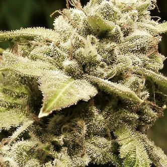 Gorilla x White Widow (Expert Seeds) feminisoidut