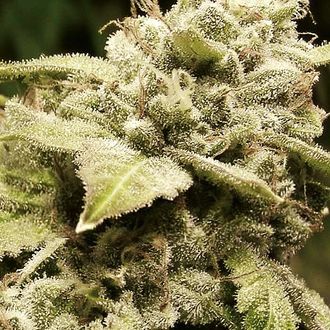 Gorilla x White Widow (Expert Seeds) Feminisoidut