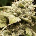 Gorilla x White Widow (Expert Seeds) Feminisoidut