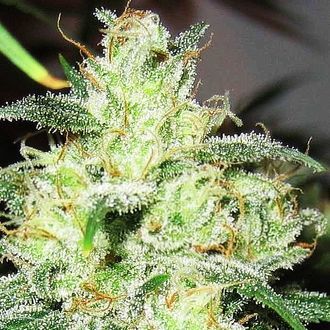 Gorilla x Cheese (Expert Seeds) Feminisoidut