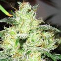 Gorilla x Cheese (Expert Seeds) Feminisoidut